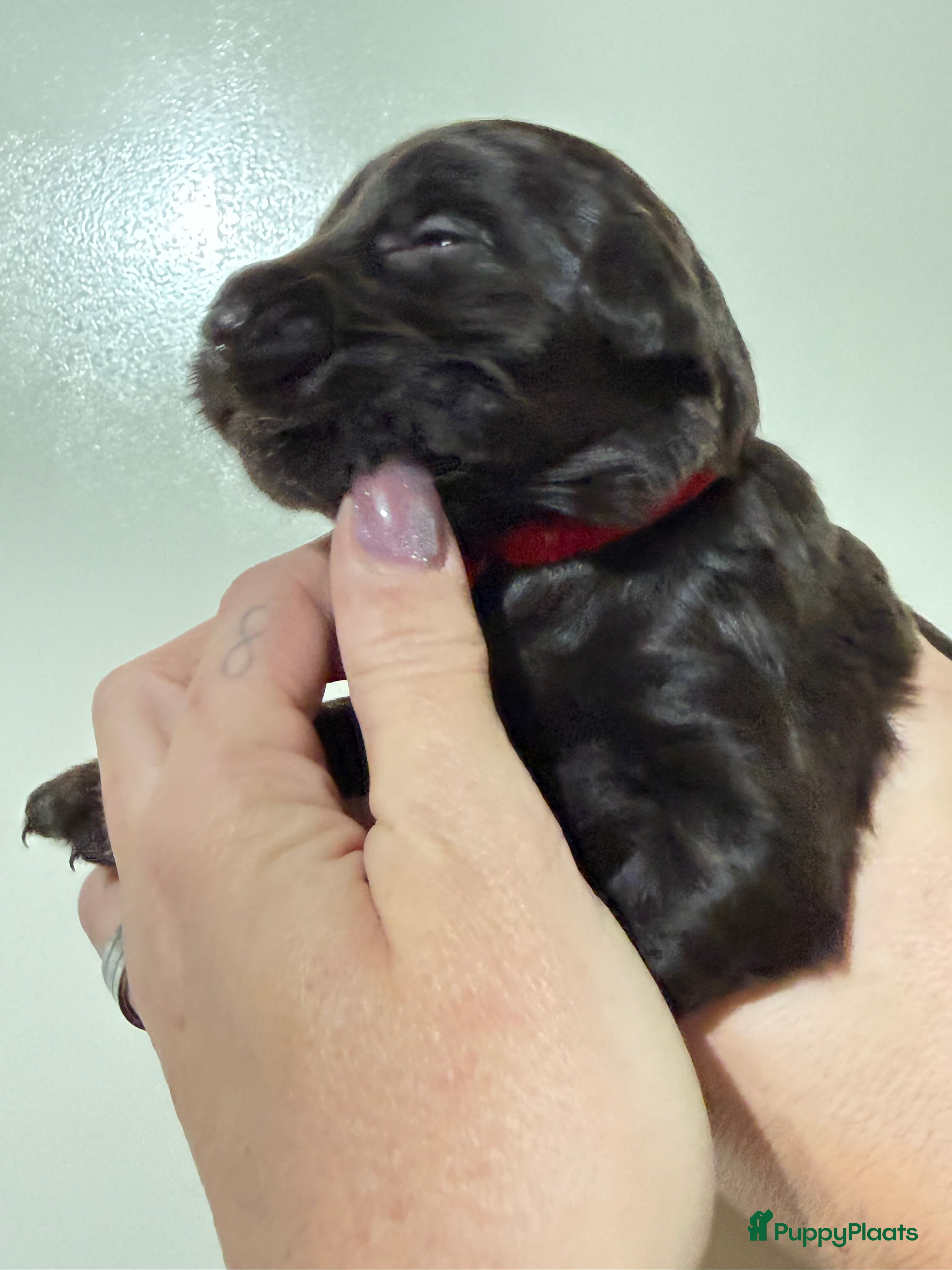 Labradoodle honden Hele mooie chocolade labradoodle puppy’s  - Advertentie 2