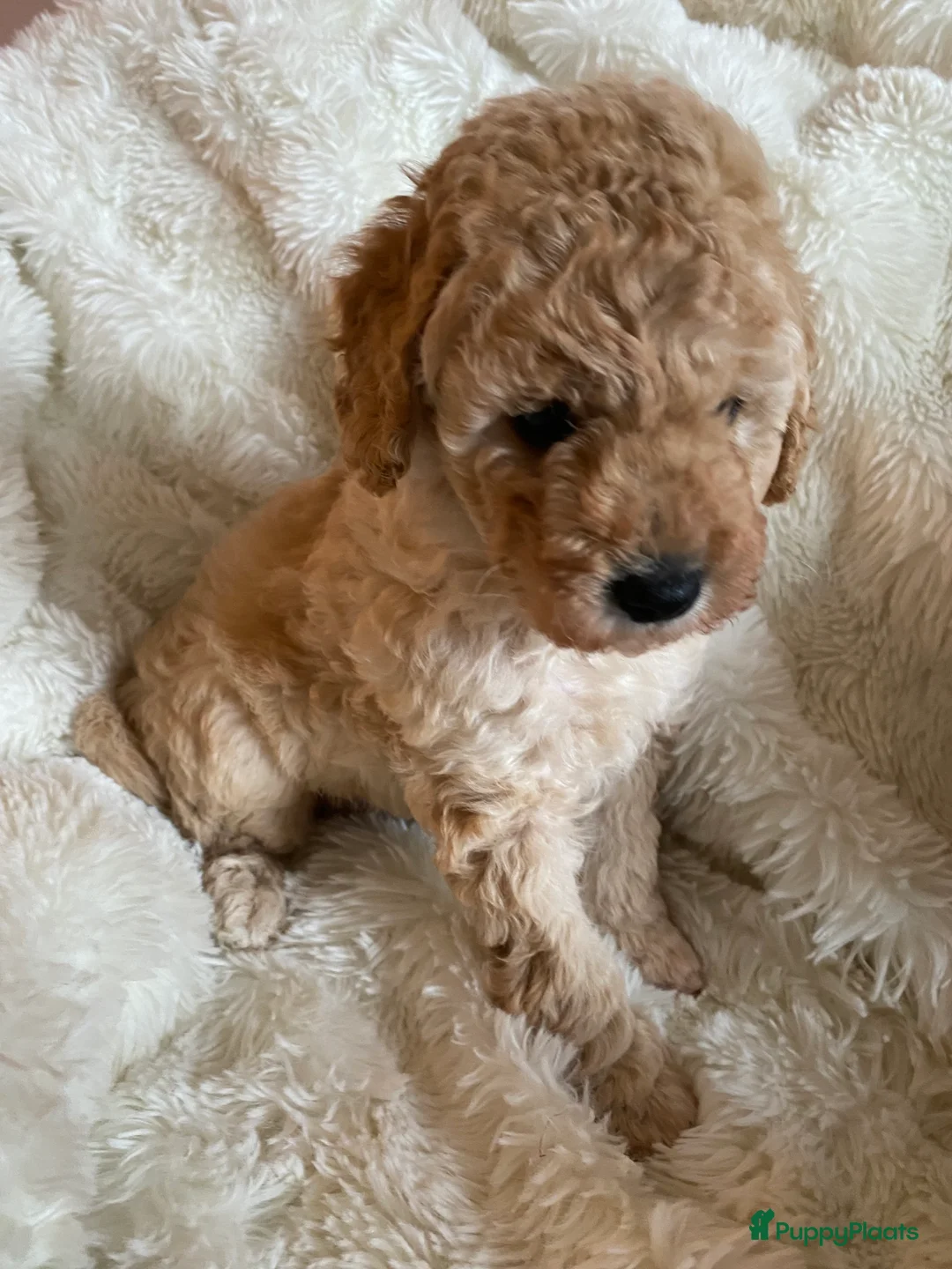 Kruising honden te koop: Reu half Australian mini labradoodle - Advertentie 2