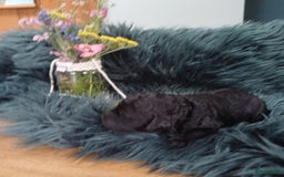 Labradoodle honden te koop: Prachtige multigen Labradoodles wavy vacht - Afbeelding 14