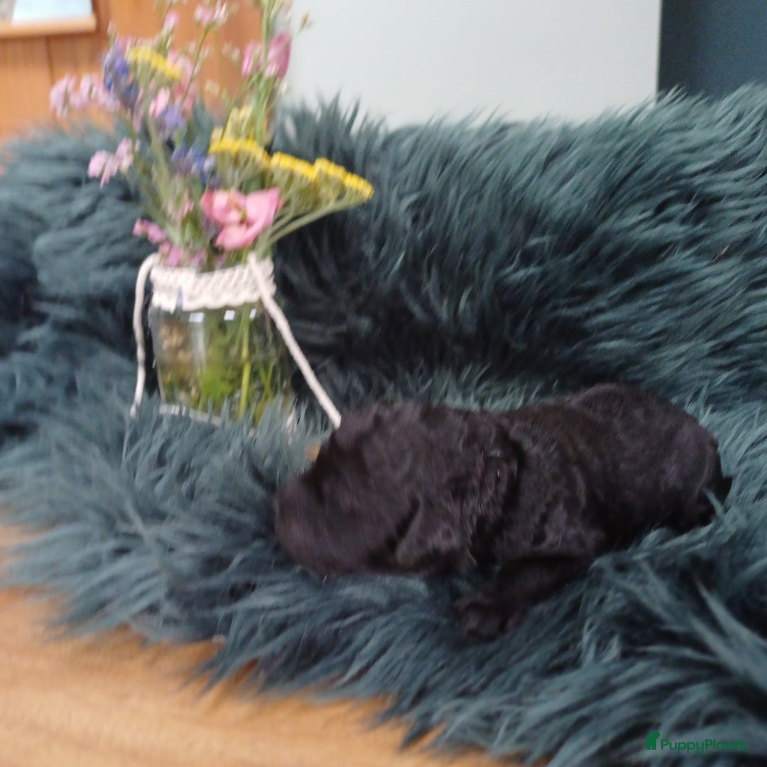Labradoodle honden te koop: Prachtige multigen Labradoodles wavy vacht - Afbeelding 14