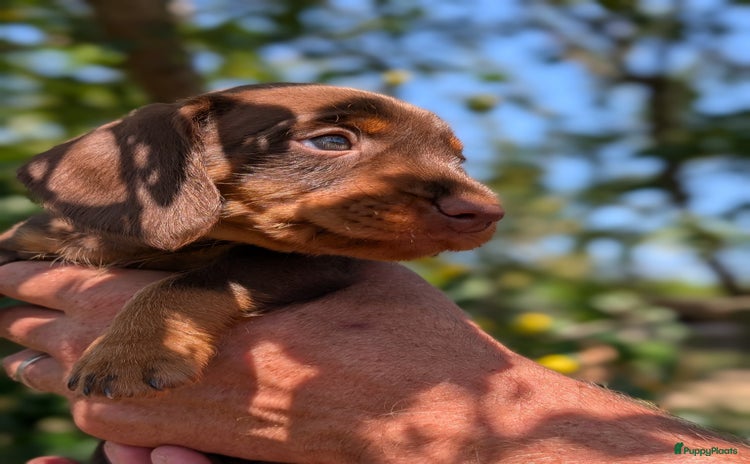 Teckel (korthaar)  honden - Advertentie 3