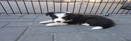 Border Collie honden te koop: Border collie pups - Advertentie 5