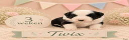 Australian Shepherd honden te koop: Australian Shepherd reutje met stamboom - Advertentie 4