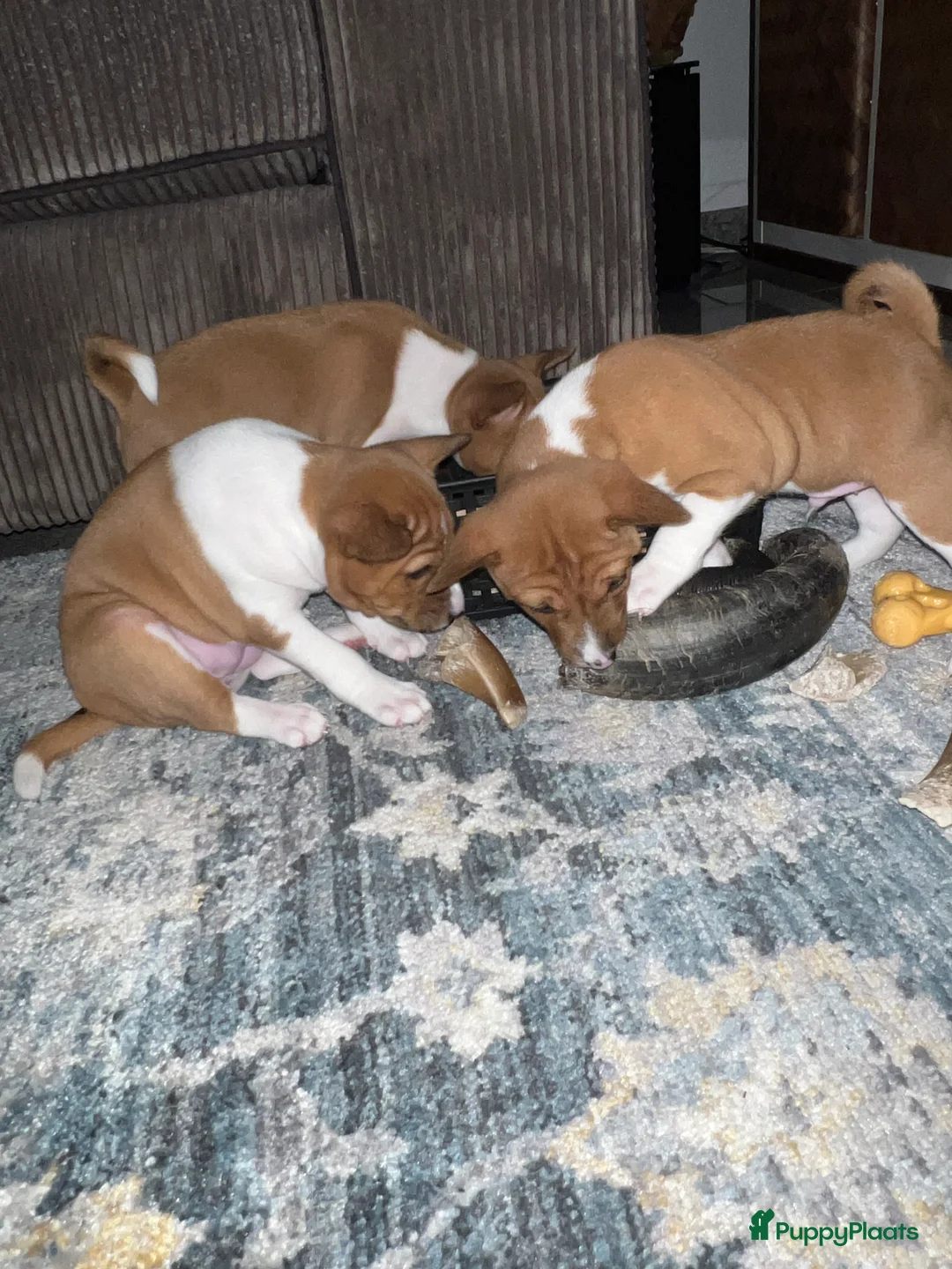 Basenji honden te koop: Basenji pup beschikbaar  - Advertentie 4