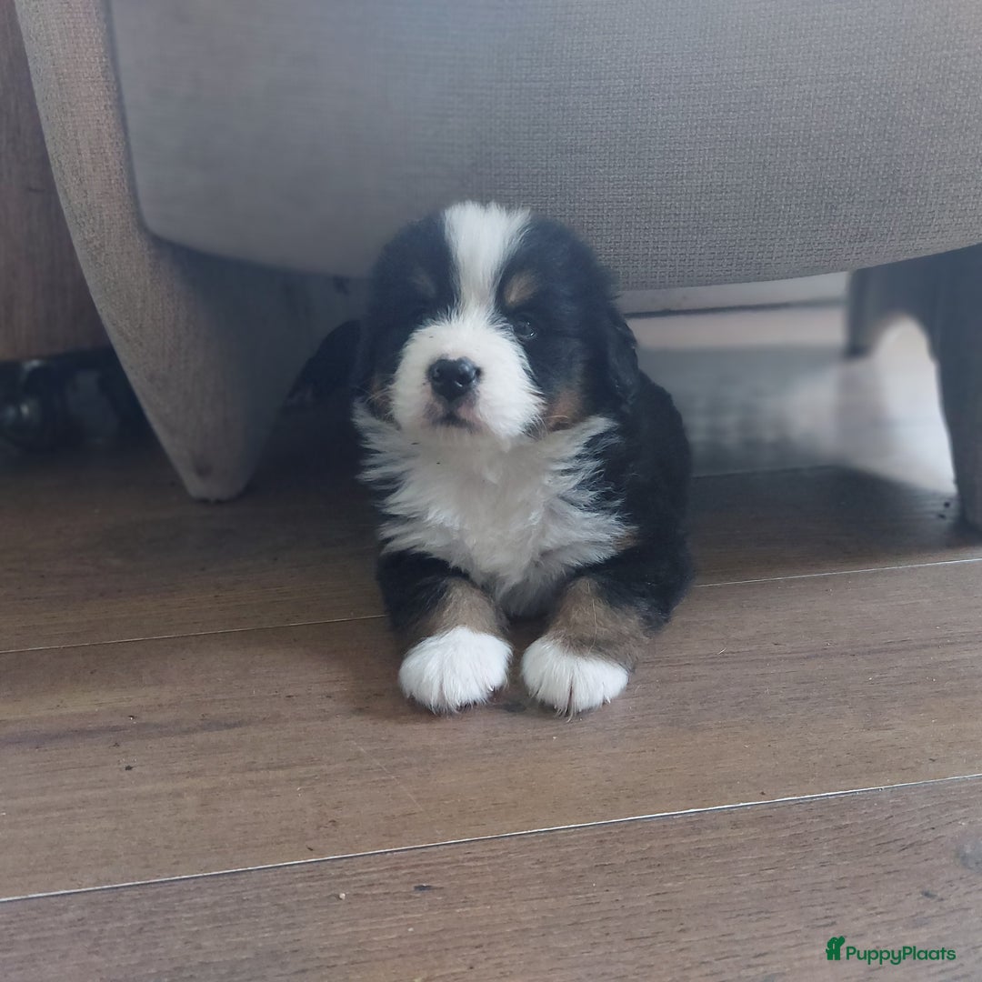 Berner Sennenhond honden te koop: Berner sennen puppys met stamboom - Advertentie 1