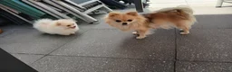Pomchi honden te koop: Prachtige pomeriaan reu van 10 weken oud - Advertentie 3