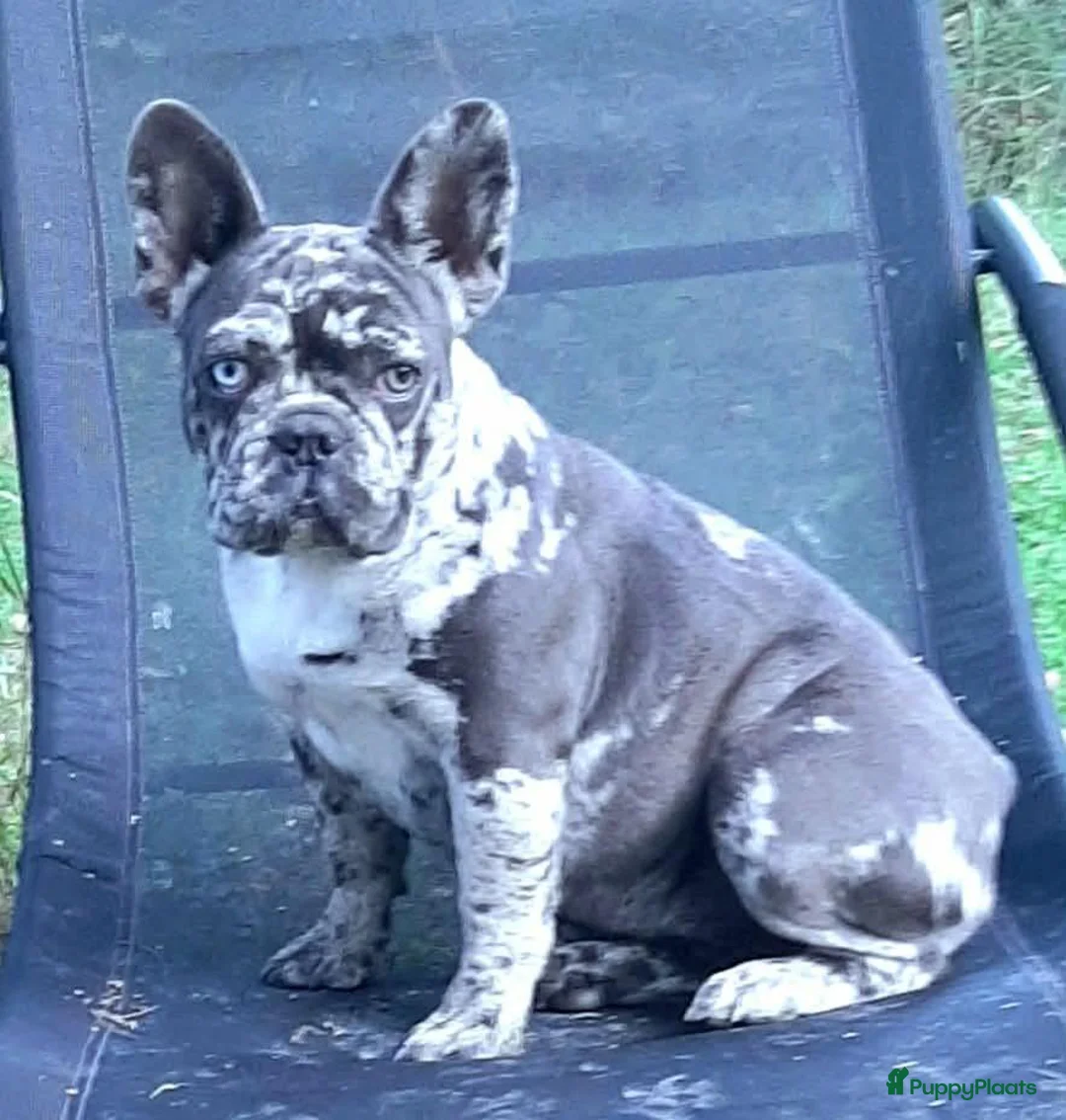 Franse Bulldog honden te koop: Franse Bulldog pupps - Advertentie 4