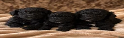 Kruising honden te koop: Toypoedel - Advertentie 2