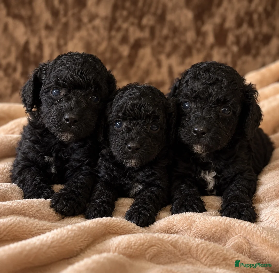 Kruising honden te koop: Toypoedel - Advertentie 2
