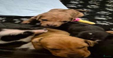Rhodesian Ridgeback honden - Advertentie 1