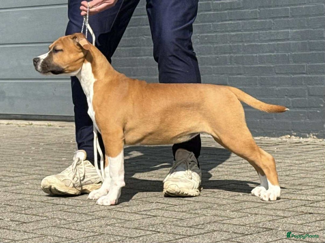 American Staffordshire Terriër honden te koop: American Staffordshire Terrier pup met stamboom  - Afbeelding 3