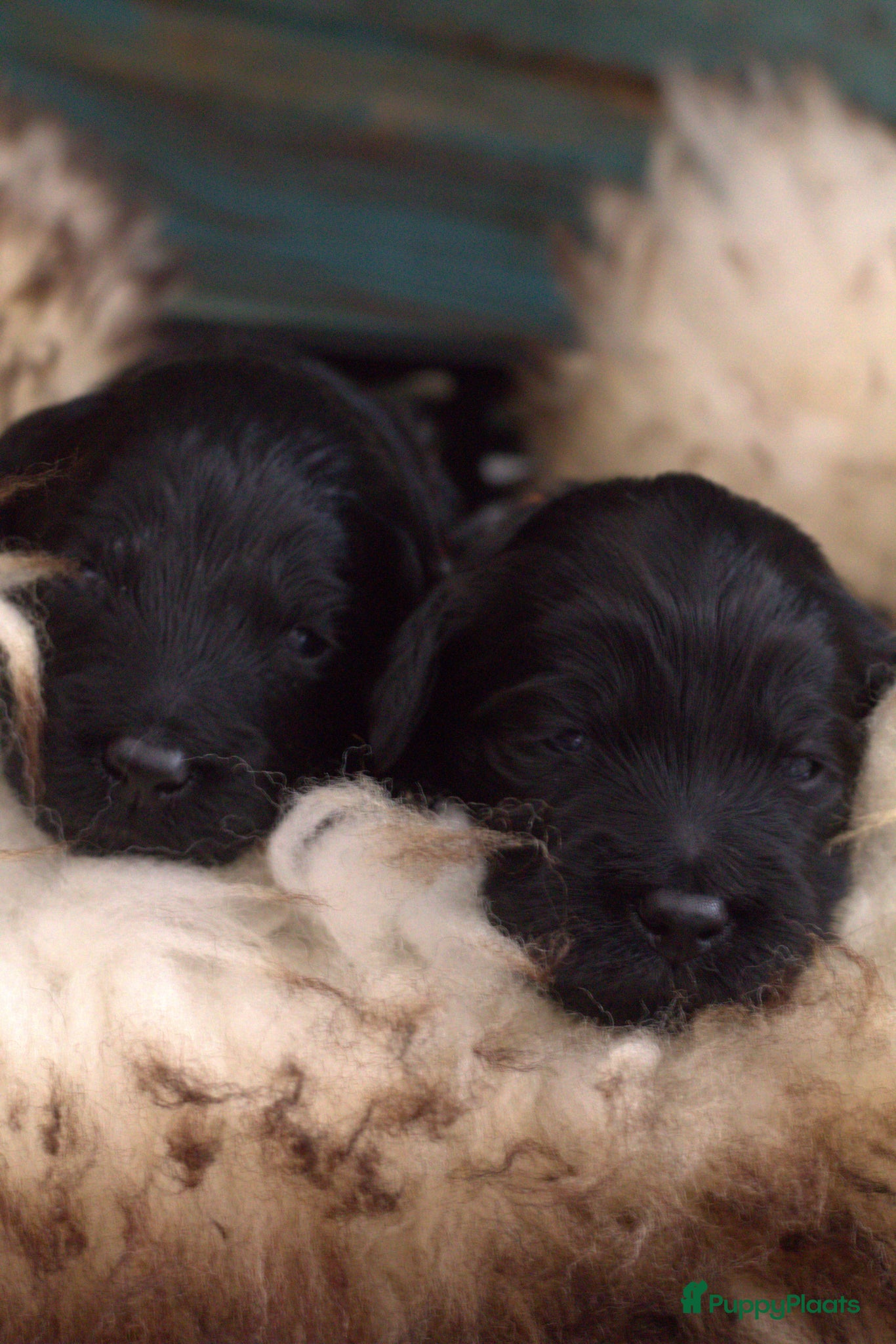 Labradoodle honden te koop: Prachtige Labradoodle pups mogen verhuizen  - Advertentie 23