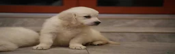 Golden Retriever honden te koop: Golden Retriever pups beschikbaar - Advertentie 3