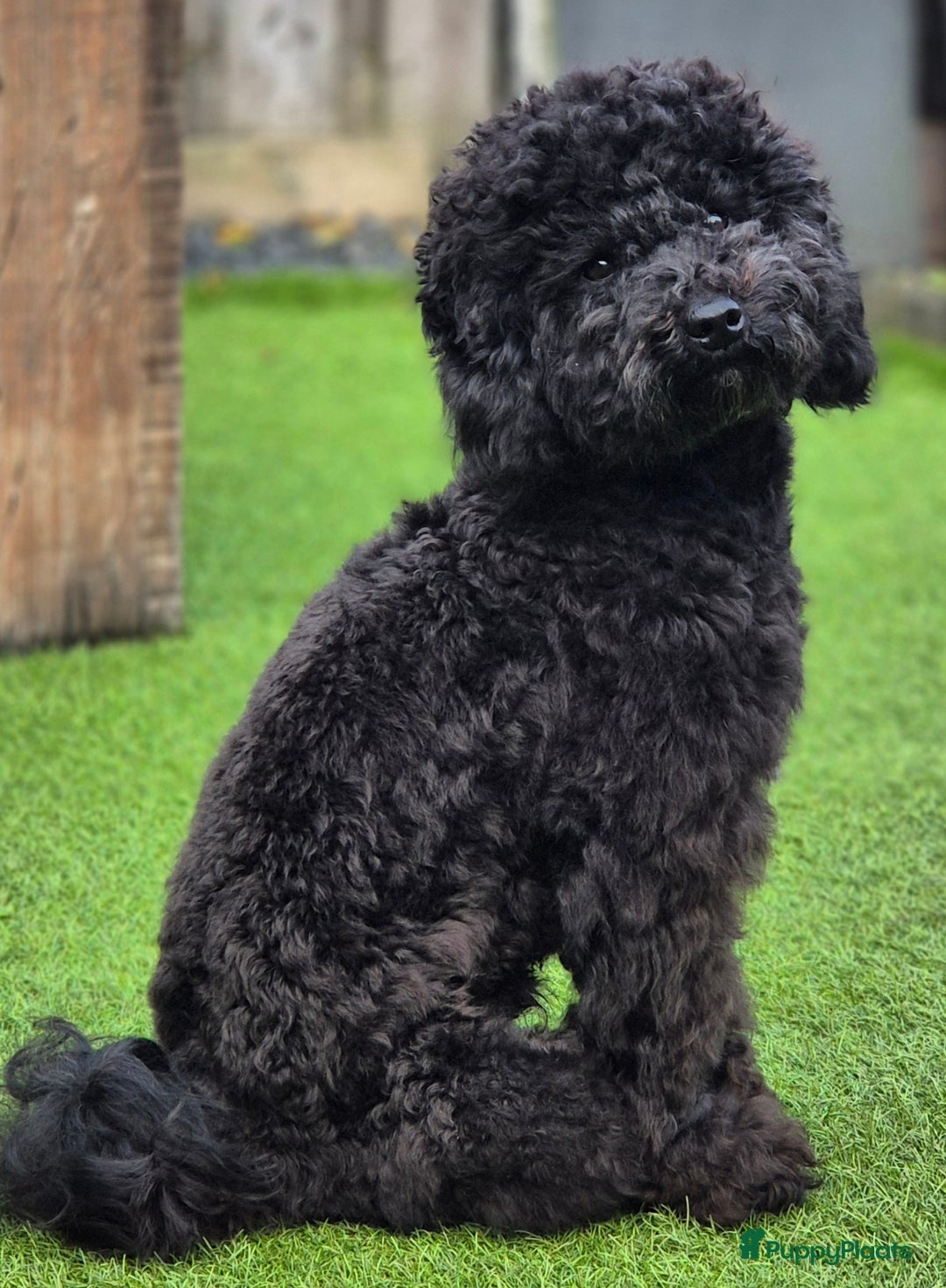 Poedel Toy honden ter dekking: Toypoedel, superlieve, fluffy dekreu 💙 - Advertentie 3