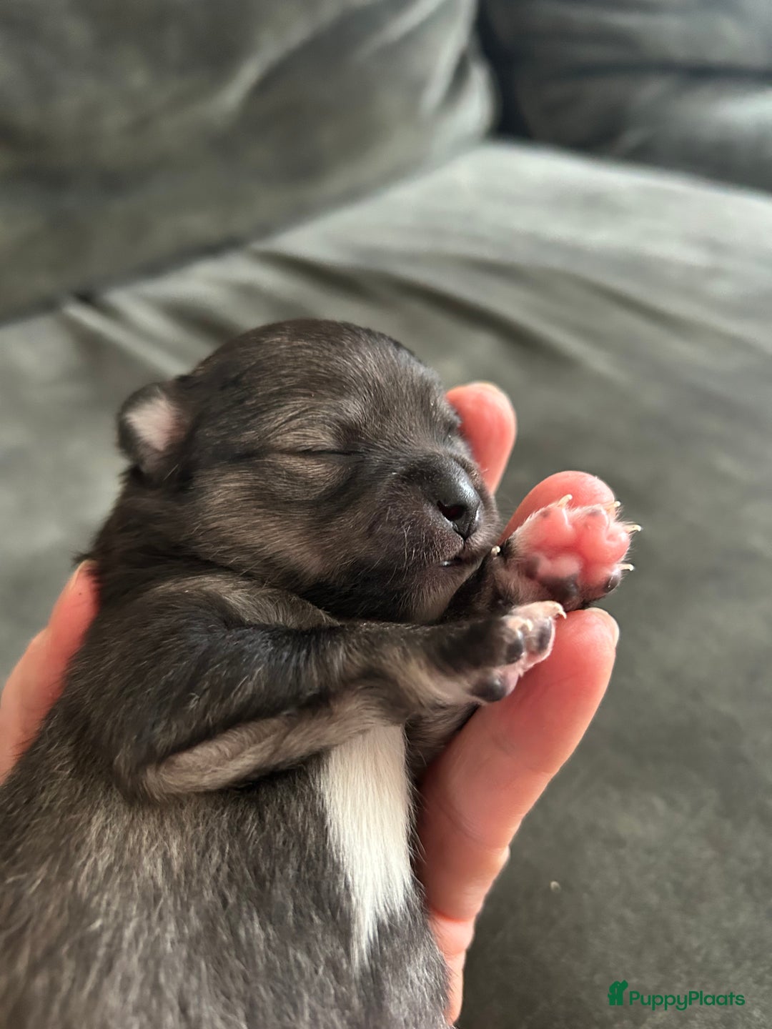 Pomchi honden te koop: Pomchi reutje - Advertentie 39