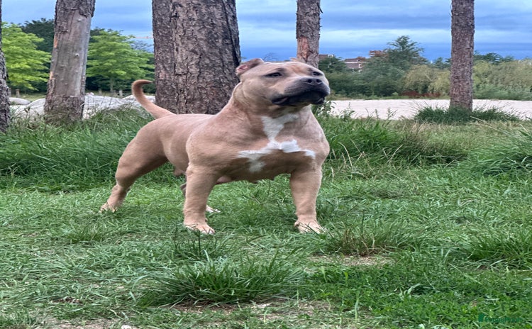 Amerikaanse Bully honden - Advertentie 2