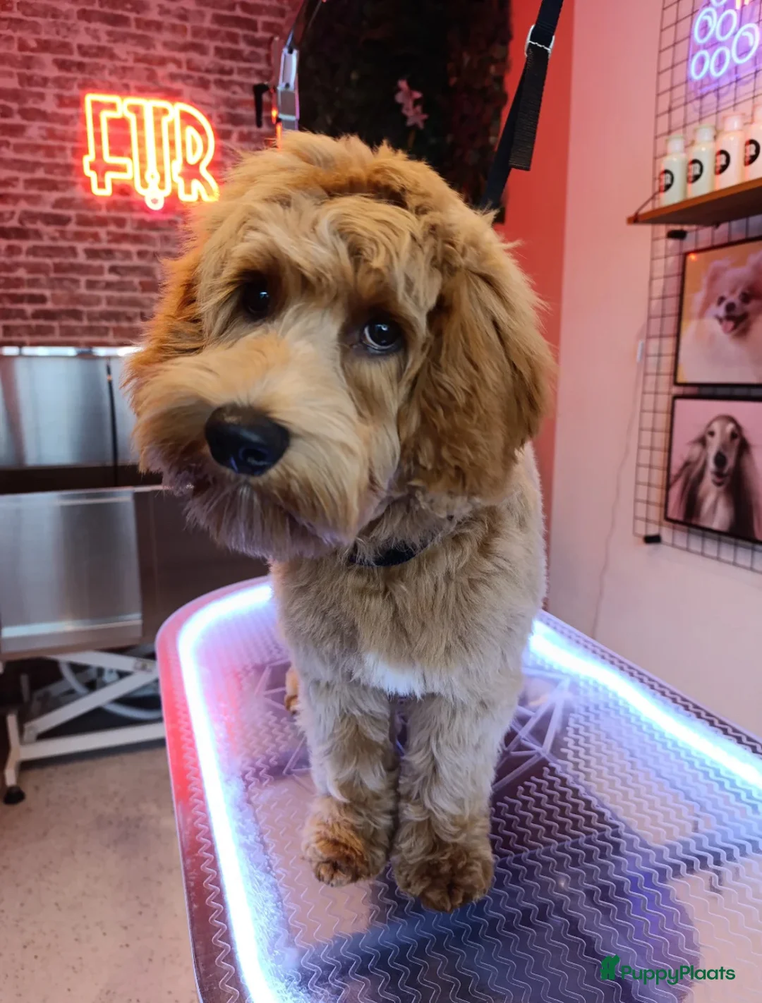 Australian Labradoodle honden te koop: Australian Labradoodle Medium met stamboom  in Sluiskil - Advertentie 1