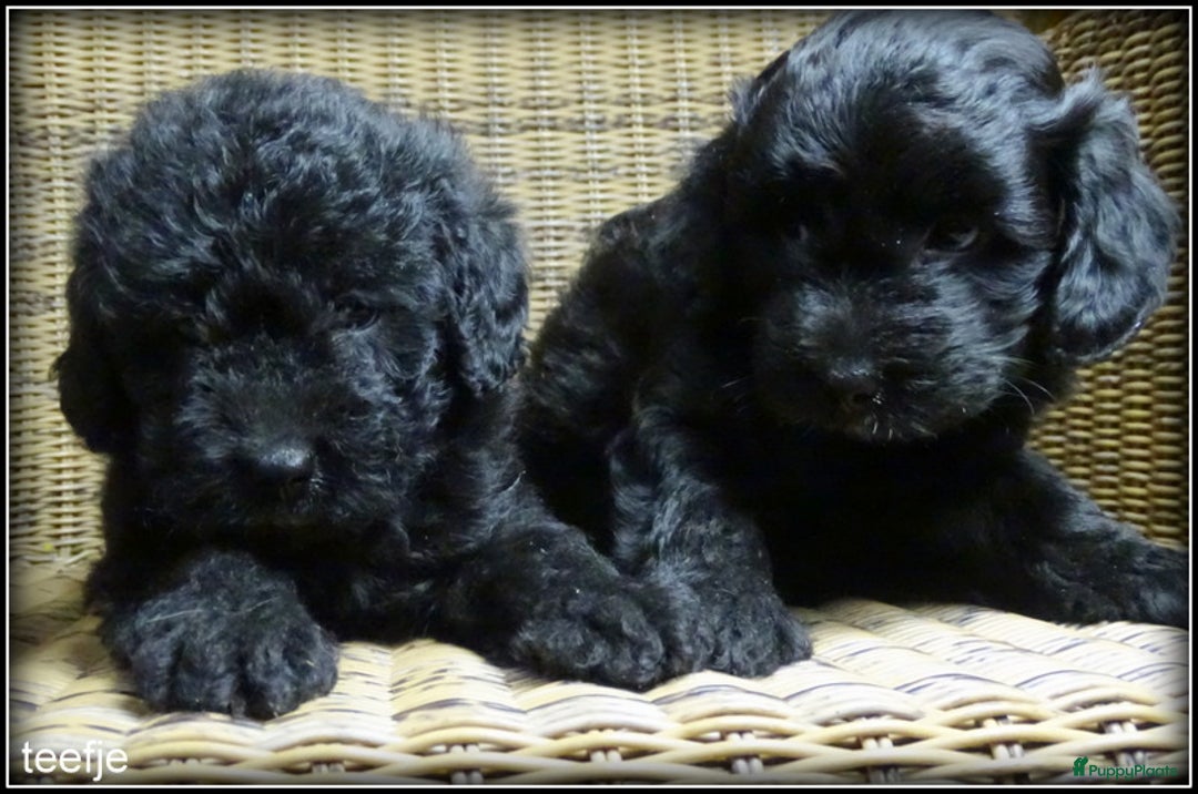 Kruising honden te koop: Boompoo F1b pups. Boomer x Poedel - Advertentie 3