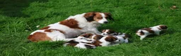 Kooikerhondje honden te koop: kooiker pups in Paterswolde - Advertentie 8