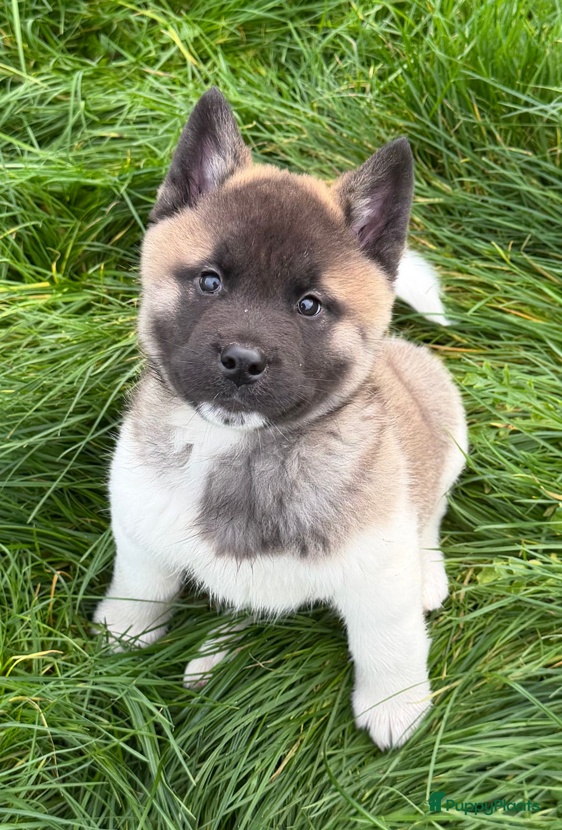 American Akita honden Prachtige American akita pups van unieke bloedlijn - Advertentie 18