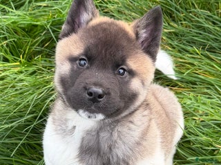 American Akita honden Prachtige American akita pups van unieke bloedlijn - Advertentie 1