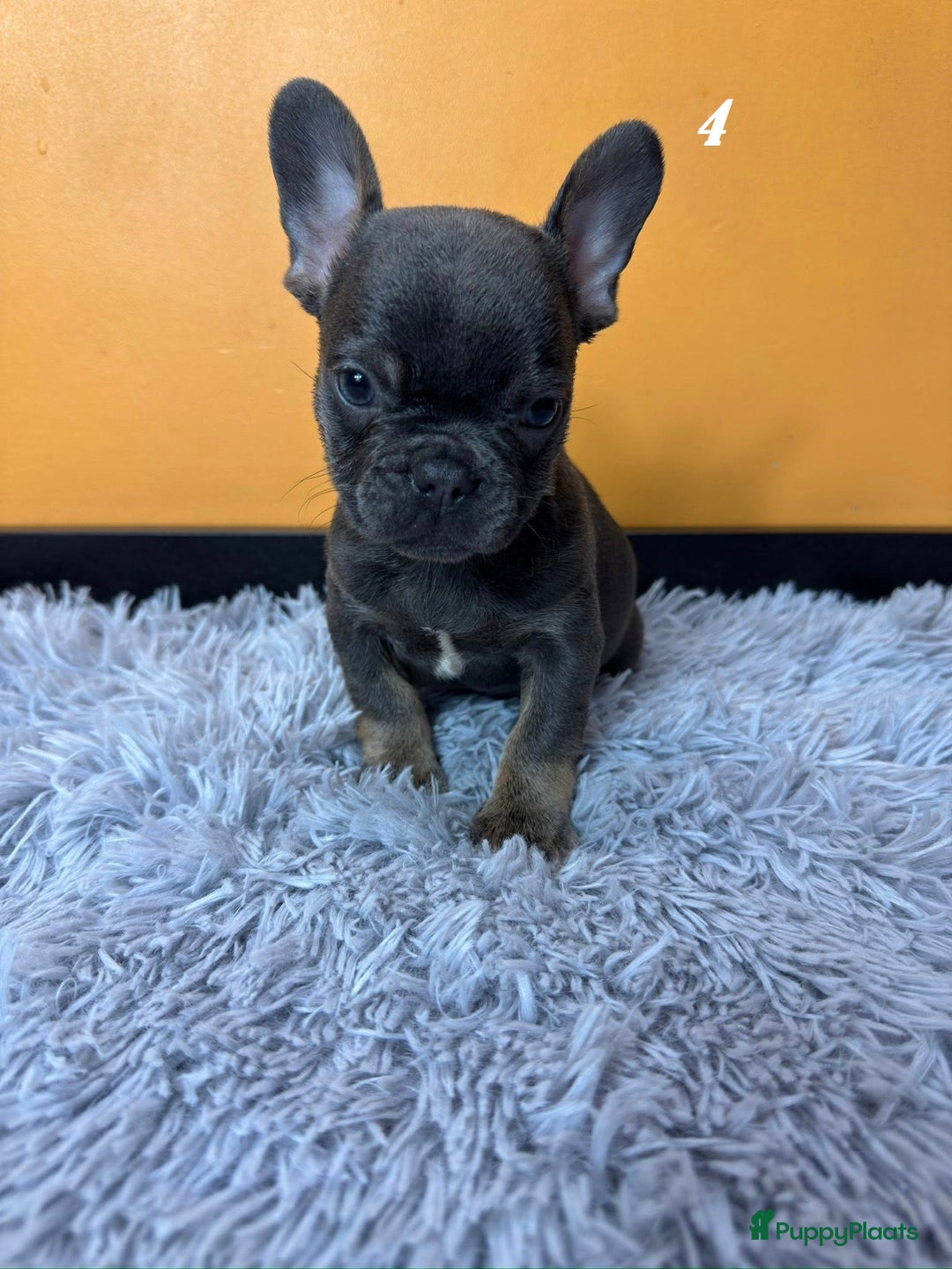 Franse Bulldog honden te koop: Franse bulldog pups - Advertentie 11