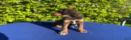 Labradoodle honden te koop: Doodle Pups - Advertentie 12