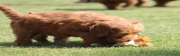 Goldendoodle honden te koop: Mooie Goldendoodle pups - Advertentie 5