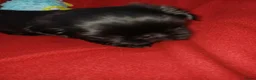 Shih Tzu honden te koop: Lieve leuke raszuiver shih tzu pups - Advertentie 10