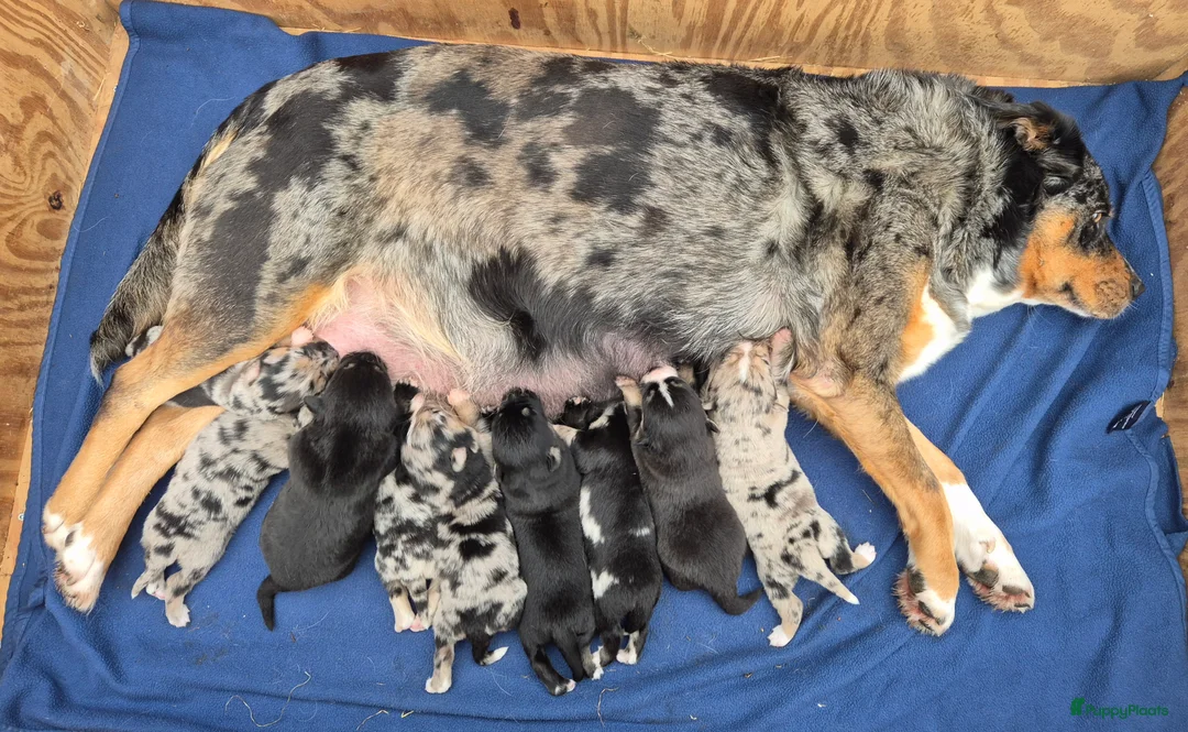 Kruising honden te koop: Australian shepherd x Pomsky (mini-aussie) - Advertentie 10