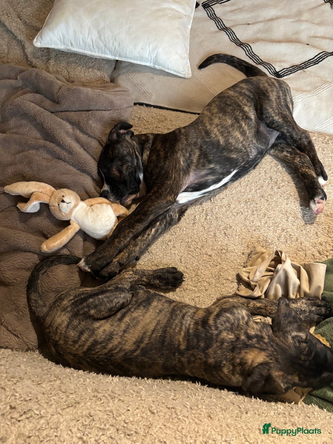 Kruising honden te koop: Mooie Presa/Fila 🥰 mastiff pups zoeken personeel  - Afbeelding 13