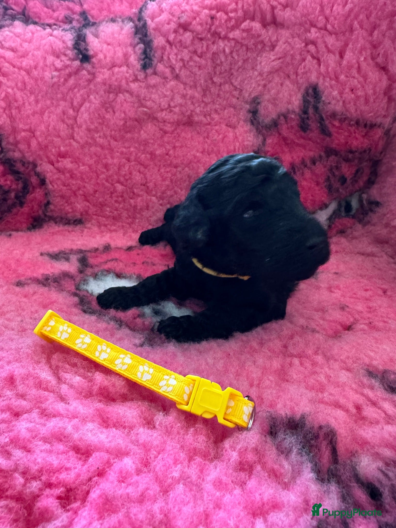 Poedel honden Grote poedel pup met fci stamboom - Advertentie 2