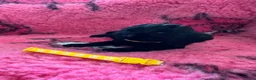 Poedel honden te koop: Grote poedel pup met fci stamboom - Advertentie 2
