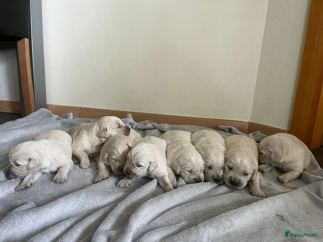 Golden Retriever honden te koop: Golden Retriever pups - Advertentie 12
