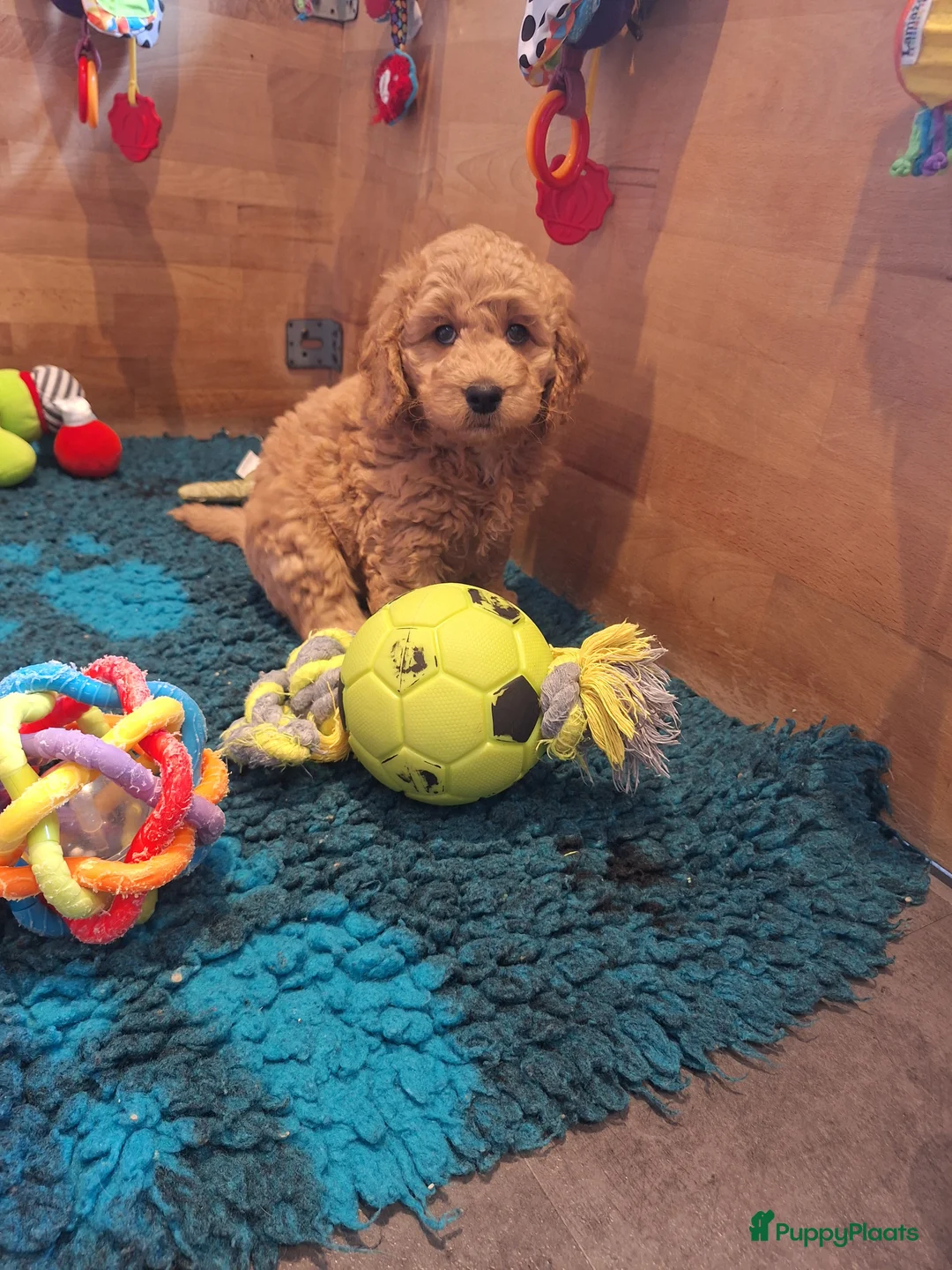 Kruising honden te koop: Australian labradoodle pups - Advertentie 11