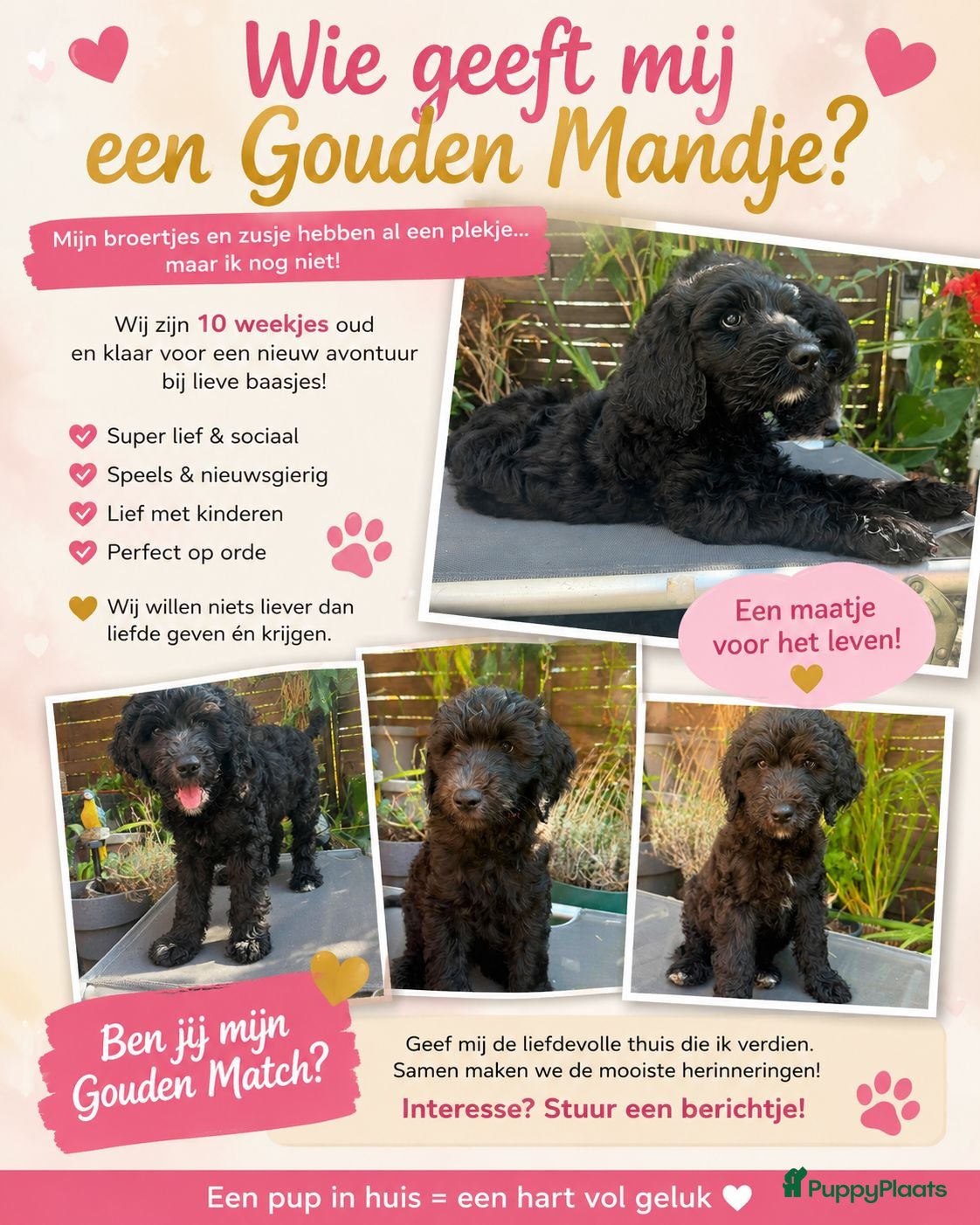 Labradoodle honden Lieve sociale Labradoodle puppy's mogen verhuizen - Advertentie 1