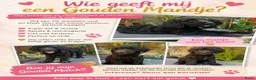 Labradoodle honden te koop: Lieve sociale Labradoodle puppy's mogen verhuizen - Advertentie 1