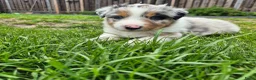 Australian Shepherd honden te koop: Nog 2 australian shepherd reutjes zoeken een thuis - Advertentie 36