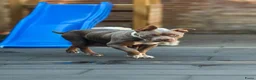 Amerikaanse Bully honden te koop: 🐾AMERICAN BULLY XL PUPPIES🐾 - Advertentie 4