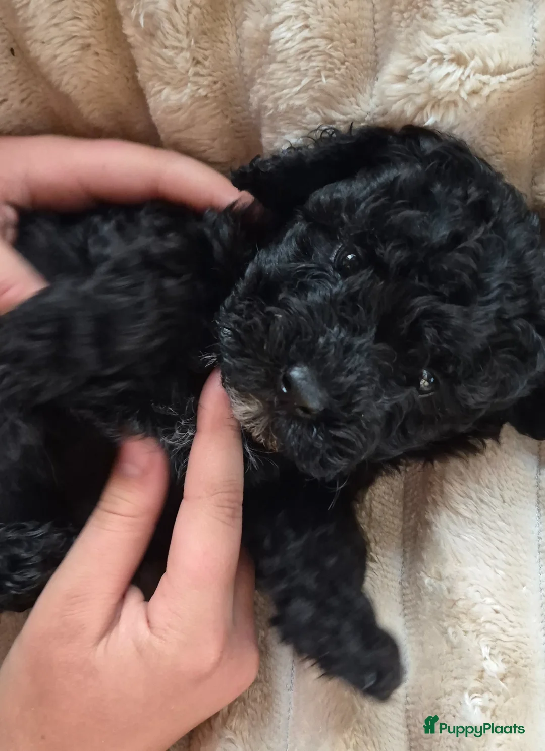 Labradoodle honden te koop: Prachtige mini labradoodle pups - Advertentie 15