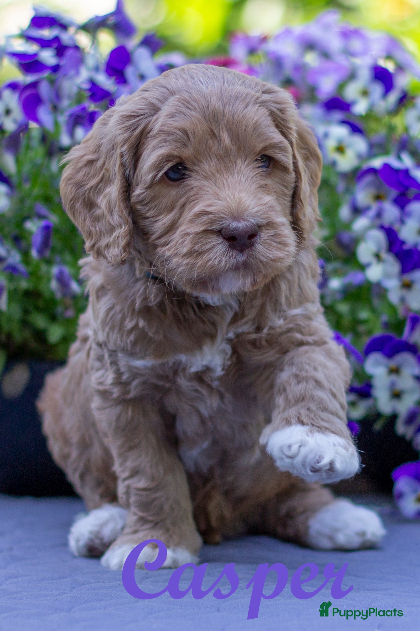 Australian Labradoodle honden Medium Australian Labradoodle puppy's - Advertentie 2