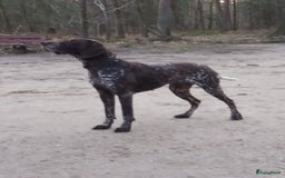 Duitse Staande Hond Korthaar honden te koop: 6 prachtige pups korthaar Duitse Staande  in Oene - Afbeelding 5