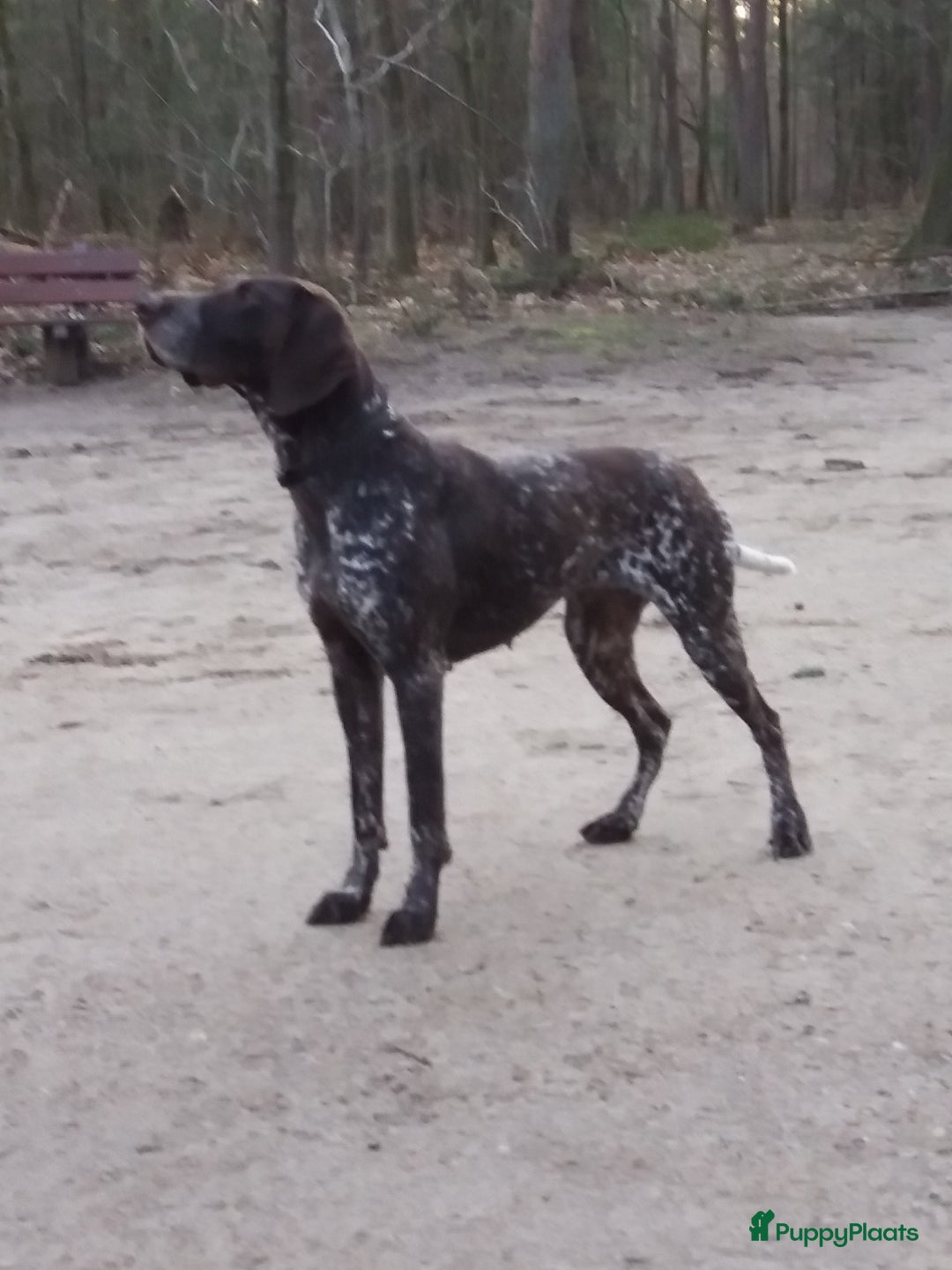 Duitse Staande Hond Korthaar honden te koop: 6 prachtige pups korthaar Duitse Staande  in Oene - Afbeelding 5