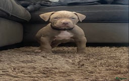 Amerikaanse Bully honden te koop: American Bully XL pups met ABKC stamboom - Afbeelding 4