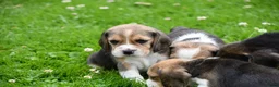 Beagle honden te koop: Prachtige Beagle pups  - Advertentie 25