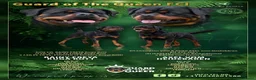 Rottweiler honden te koop: Litter R - Advertentie 1