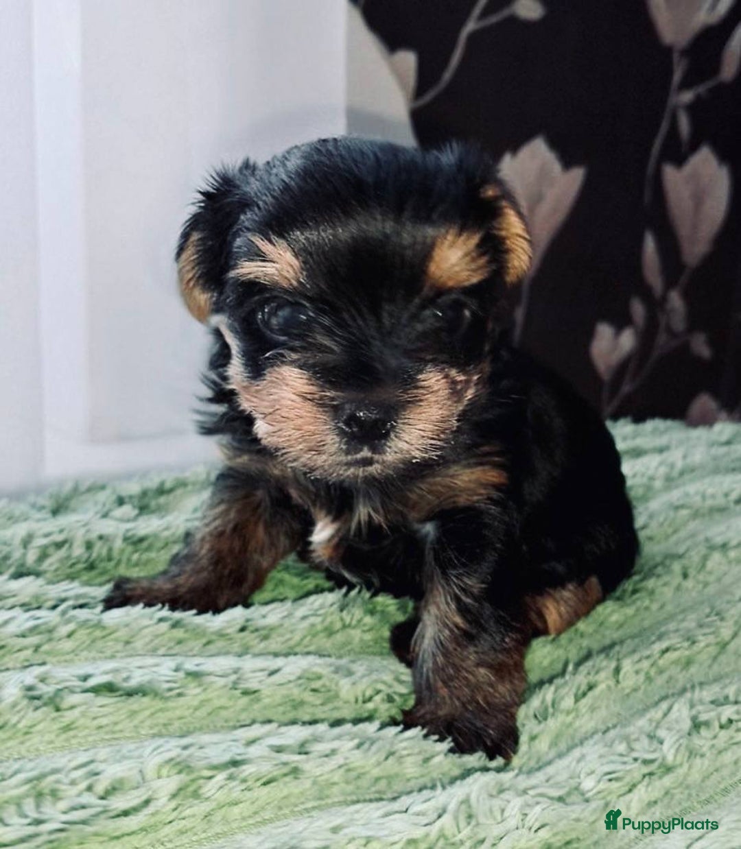 Yorkshire Terriër honden te koop: Yorkshire Terrier pups - Advertentie 3