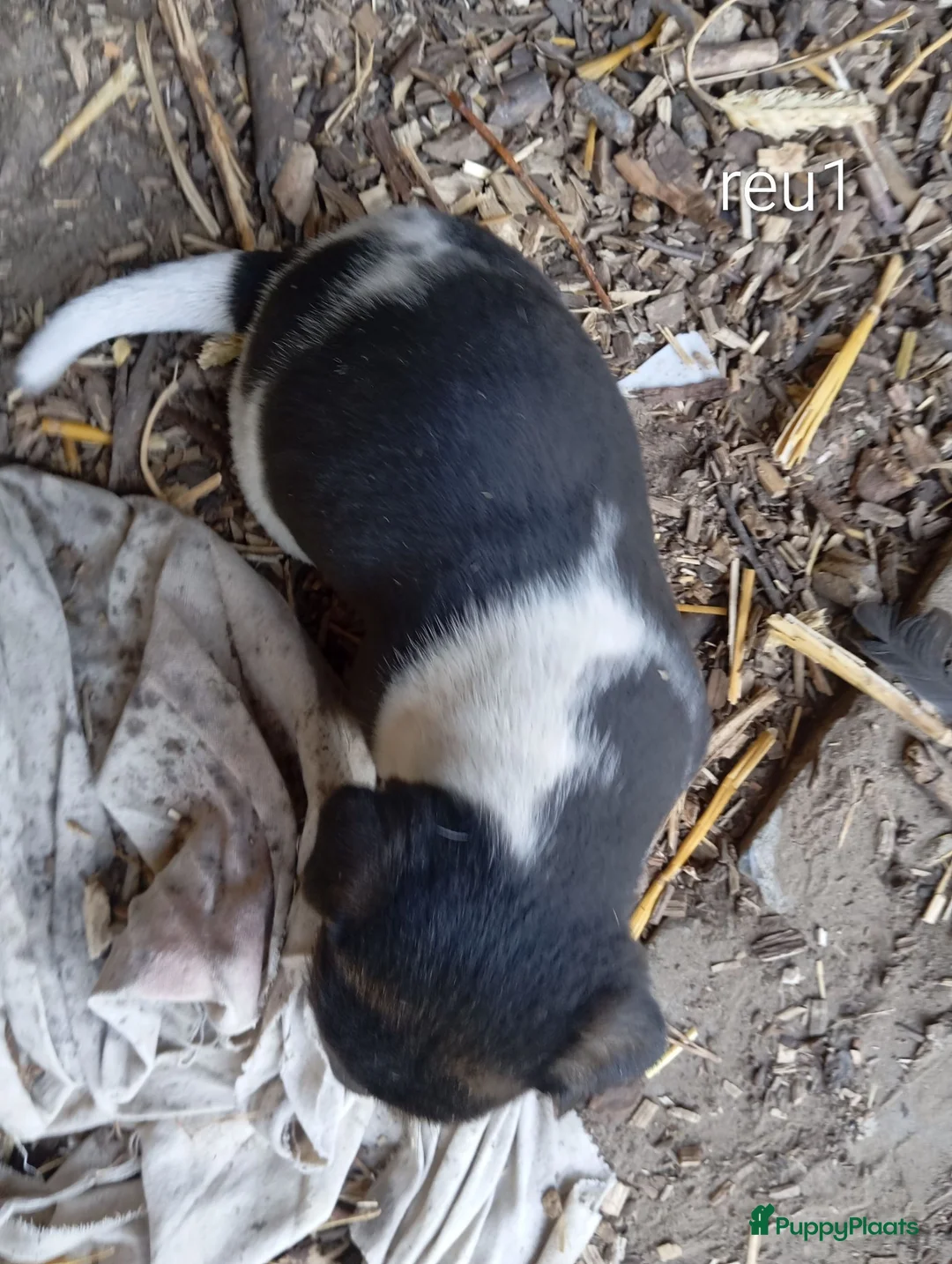 Jack Russel Terriër honden te koop: Jack Russell boerderijpups - Advertentie 10