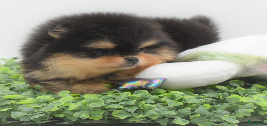 Galerij afbeelding {{count}}