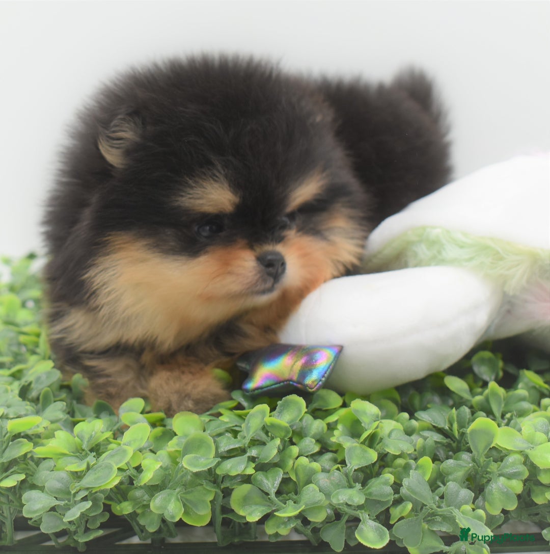 Galerij afbeelding {{count}}